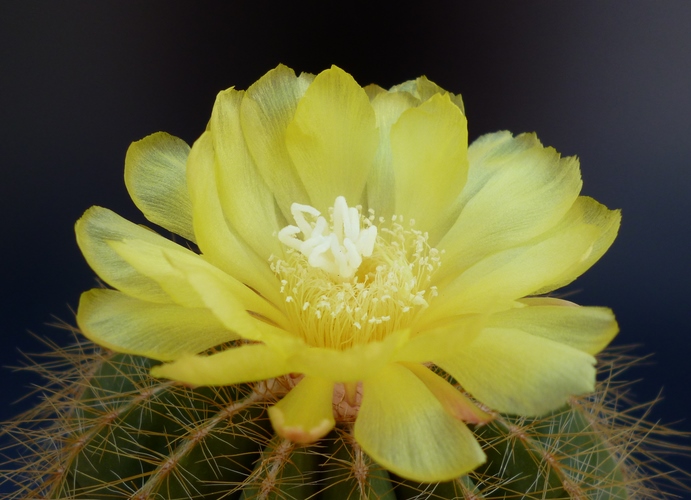 parodia warasii