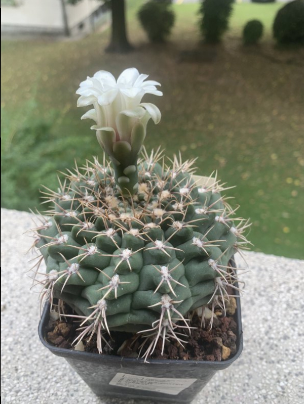 Gymnocalycium moserianum 