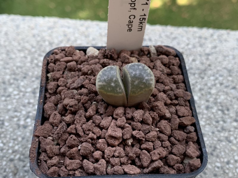 Lithops helmutii C271