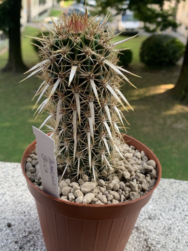 Machaerocereus eruca 