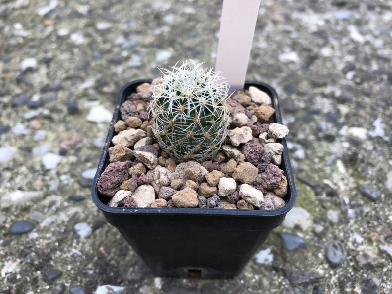 Mammillaria napina 