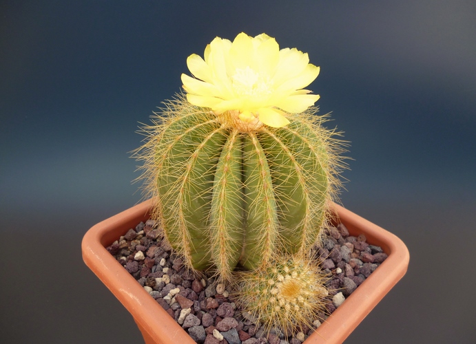 Parodia warasii 