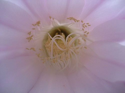 Echinopsis multiplex 