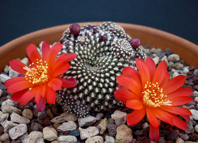 Rebutia krainziana 