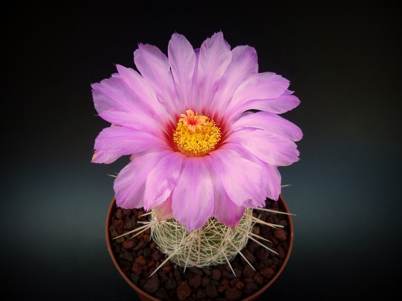 Thelocactus bicolor 