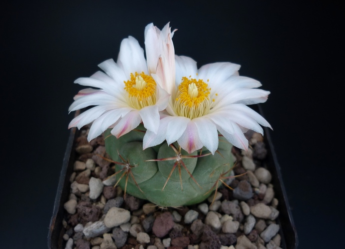 Thelocactus hexaedrophorus 