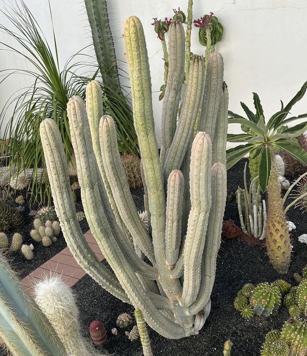 Euphorbia abdelkuri 