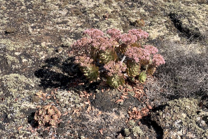 Aeonium lancerottense 