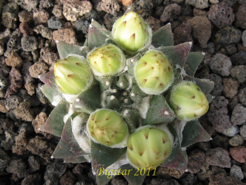 Ariocarpus retusus v. scapharostroides PP 232