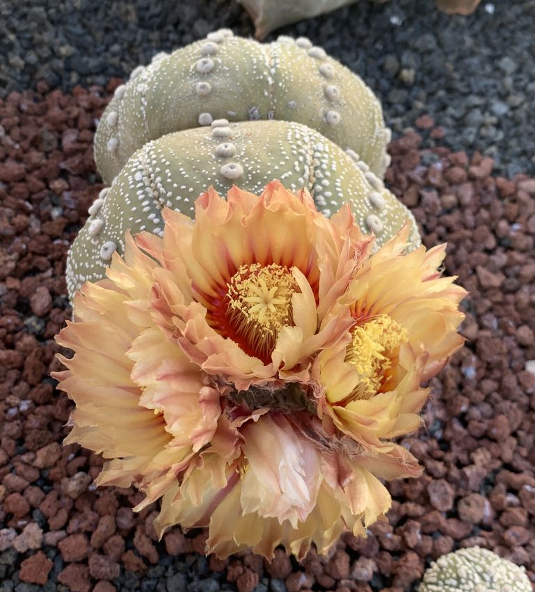 Astrophytum asterias 