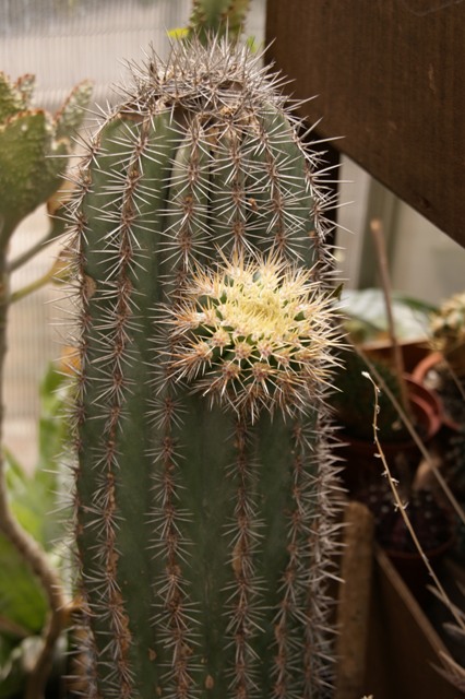 Pachycereus pringlei 