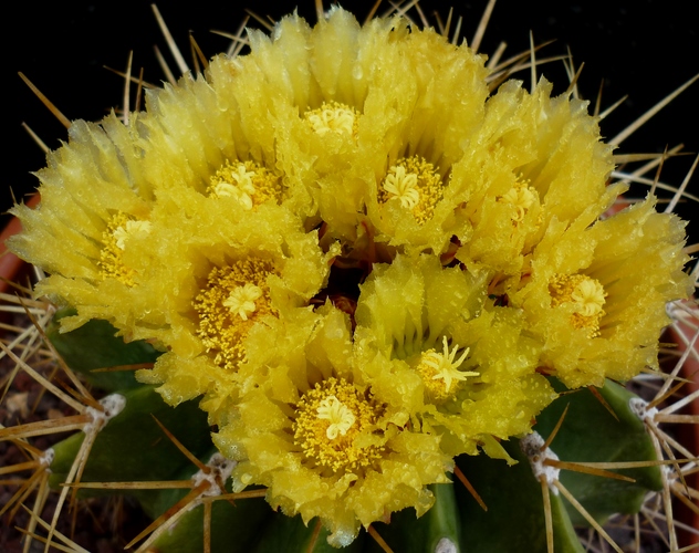 Ferocactus schwarzii 