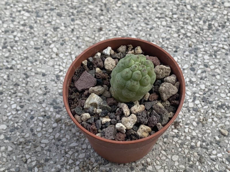 Trichocaulon cactiformis 