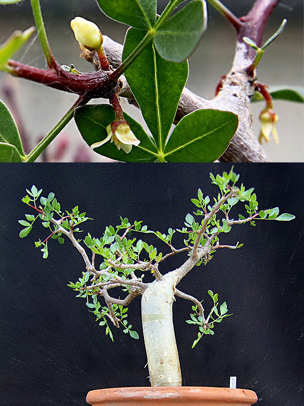 Bursera fagaroides v. elongata 