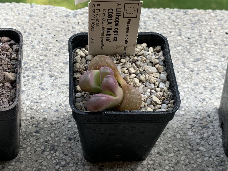 Lithops optica cv. rubra C081A