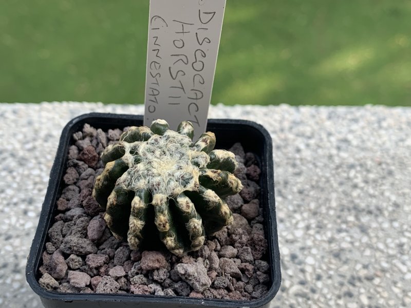 Discocactus horstii 