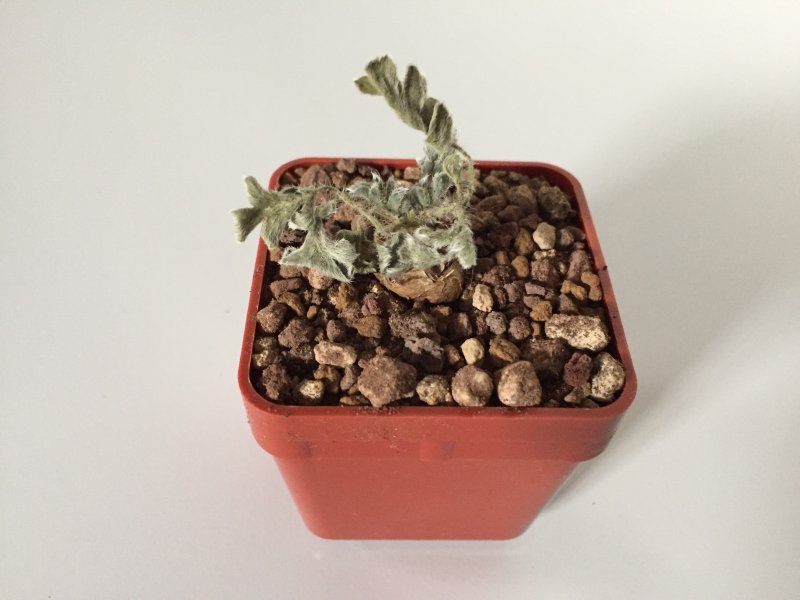 Pelargonium incrassatum 