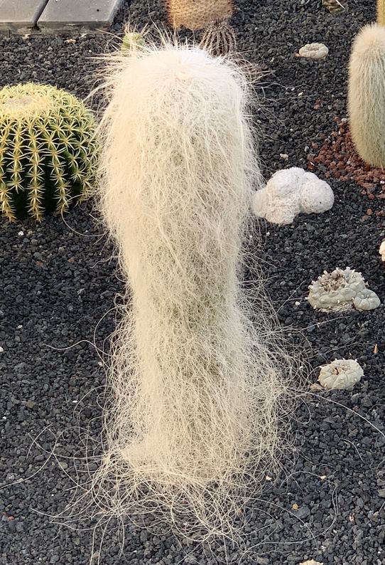 Cephalocereus senilis 