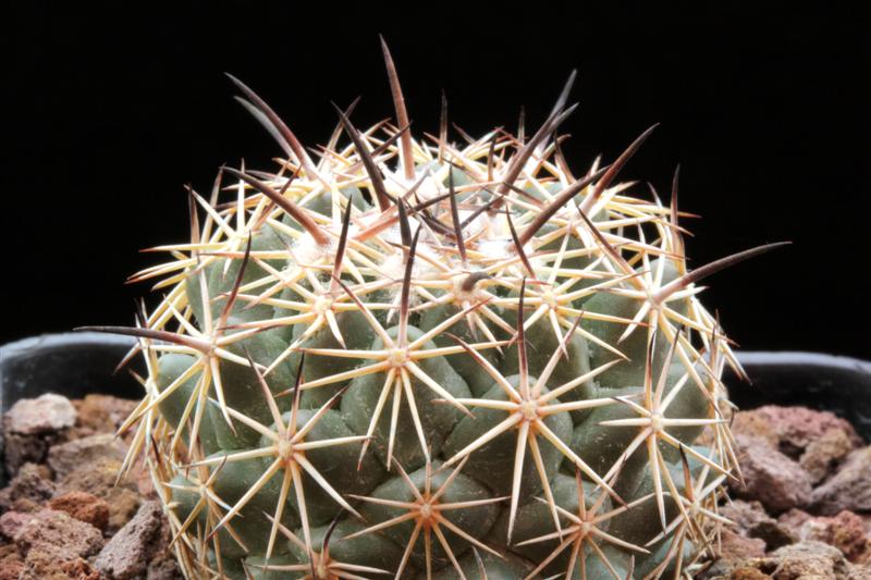 Coryphantha difficilis 