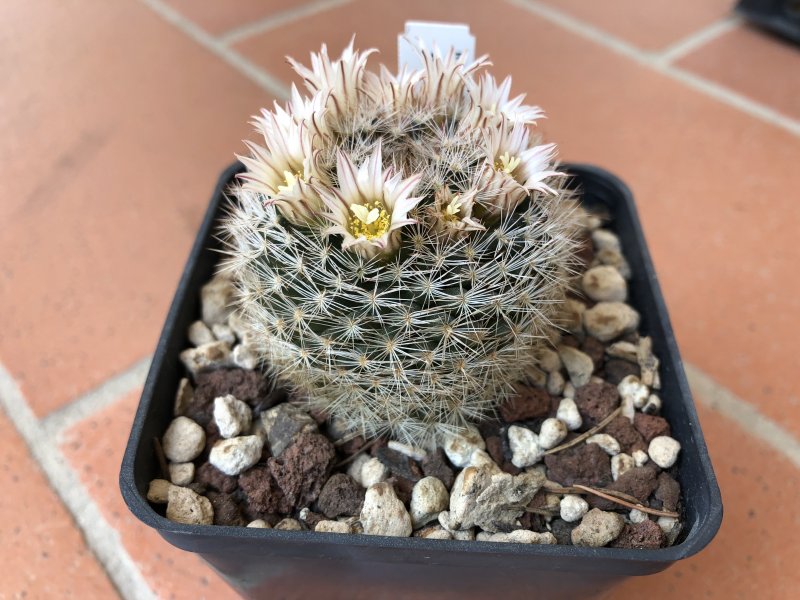 Mammillaria wohlschlageri 