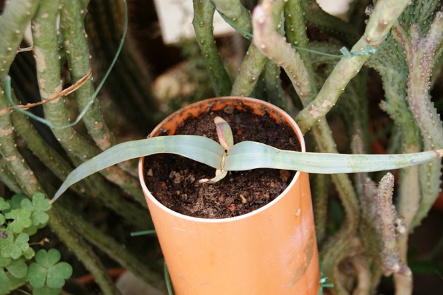 welwitschia mirabilis