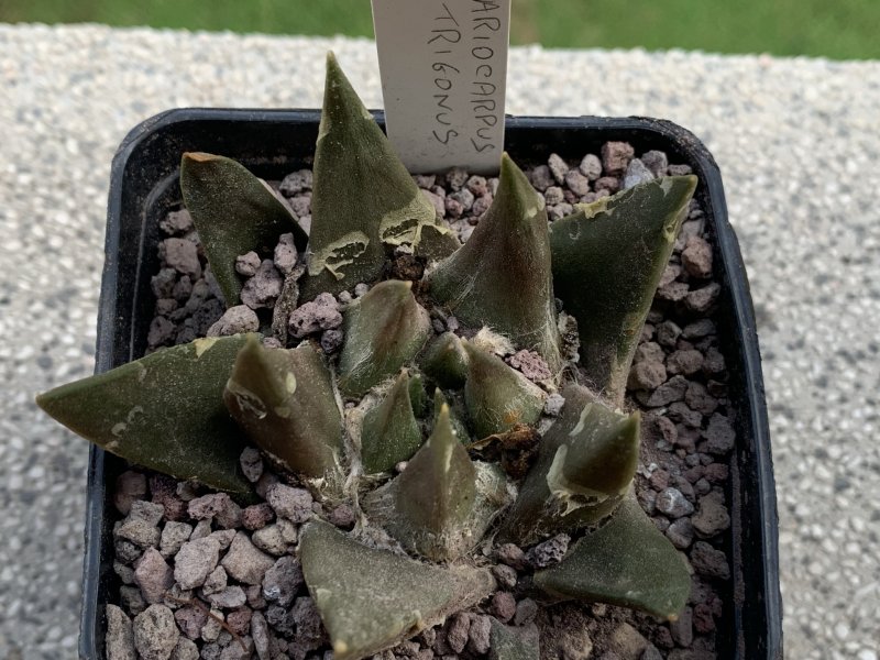 Ariocarpus trigonus 