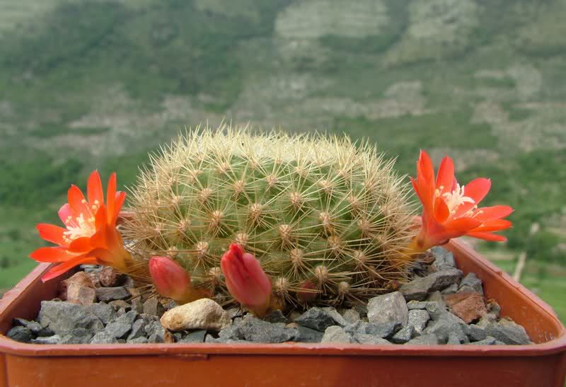 Rebutia xanthocarpa v. costata 