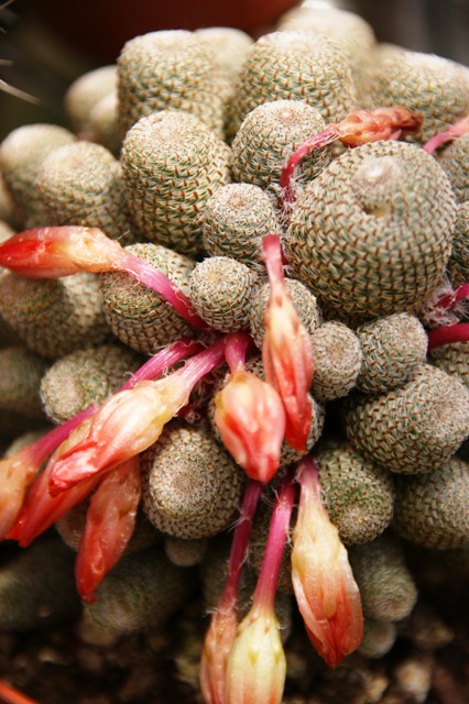 Rebutia heliosa 