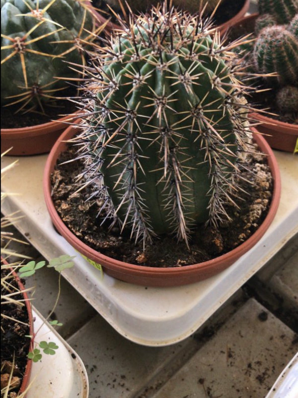 Lobivia aurea v. Fallax 