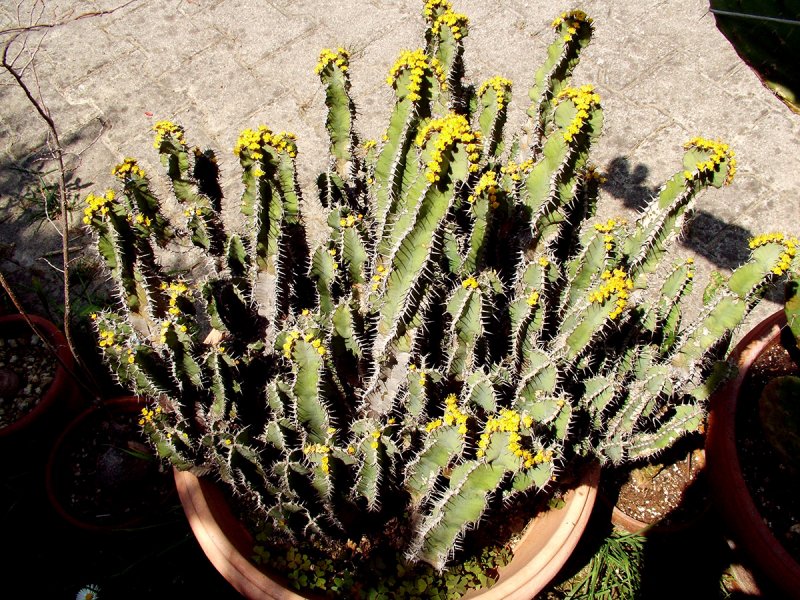 euphorbia polyacantha