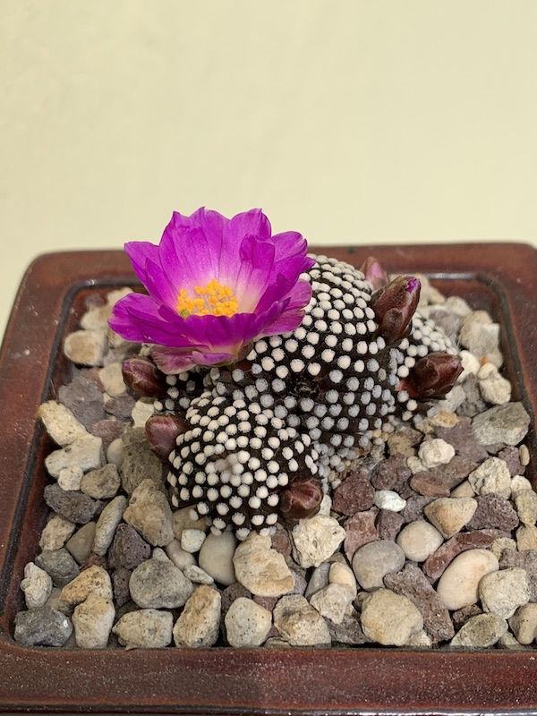 Mammillaria luethyi  