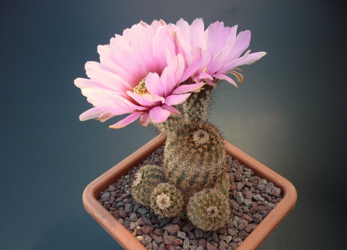 Echinocereus  fitchii 