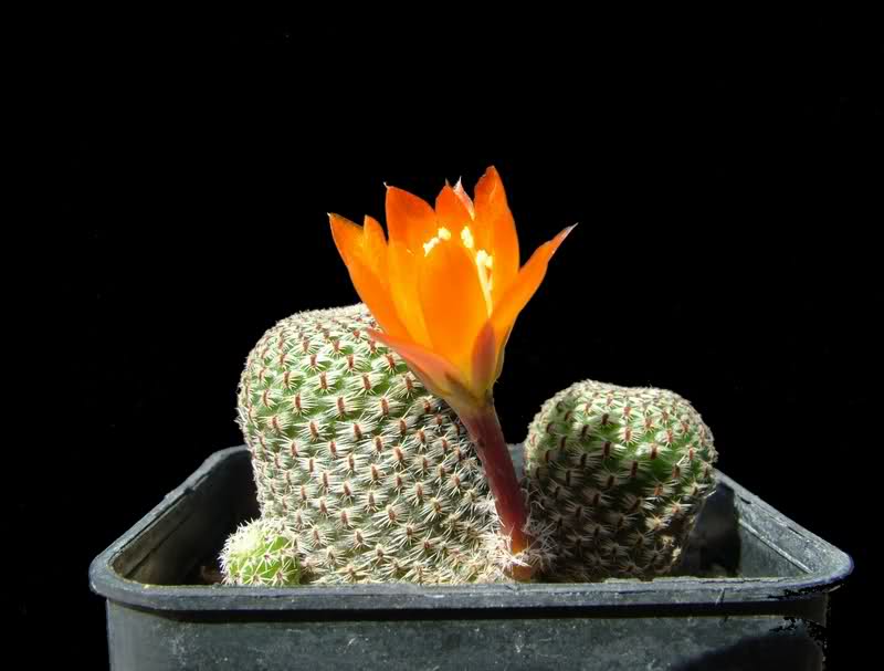 Rebutia heliosa R314