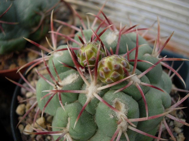 Thelocactus hexaedrophorus v. lloydii 