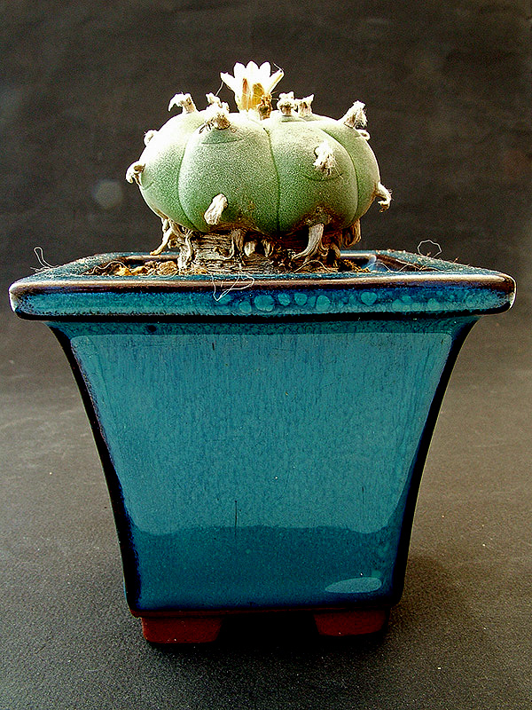 Lophophora williamsii 