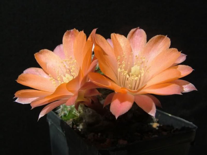 Rebutia pygmaea MN156