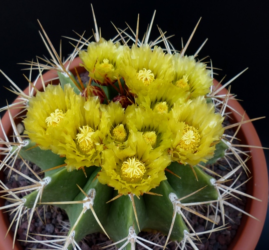 Ferocactus schwarzii 