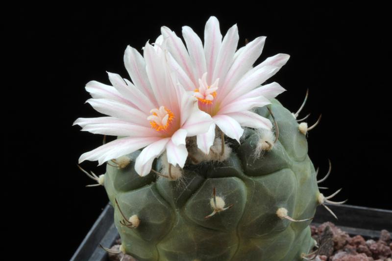 Turbinicarpus hoferi 