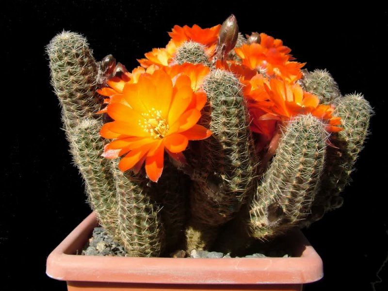 Rebutia pygmaea v. friedrichiana 