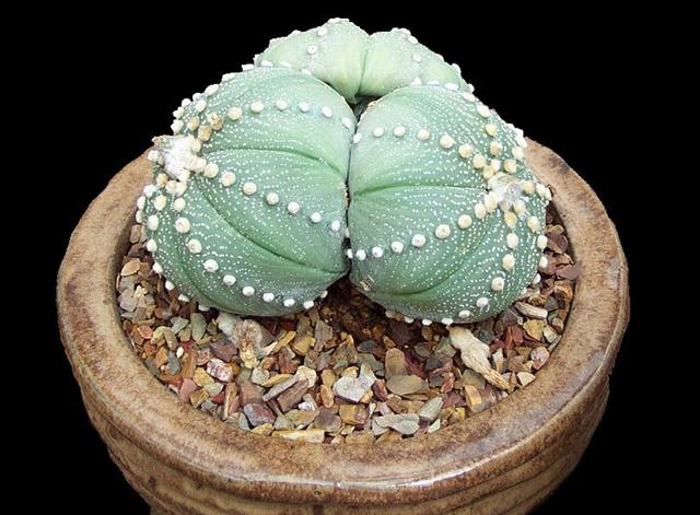 astrophytum asterias 