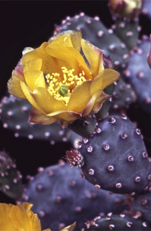 Opuntia basilaris v. nana 