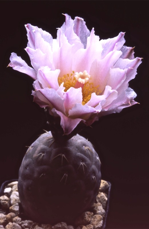 Tephrocactus geometricus 