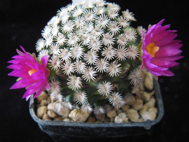 Mammillaria hernandezii 