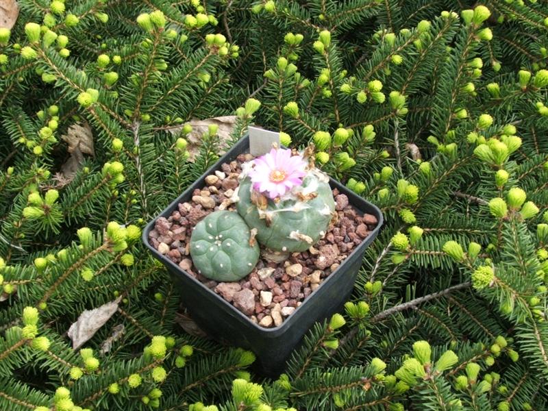 lophophora  