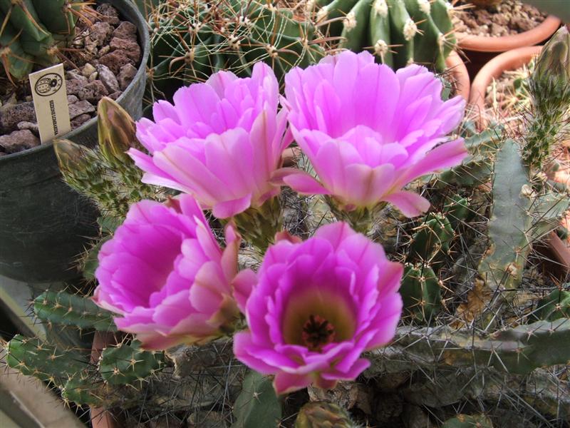 echinocereus  