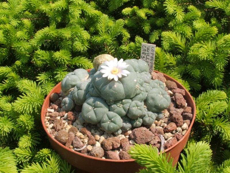 Lophophora williamsii v. caespitosa 