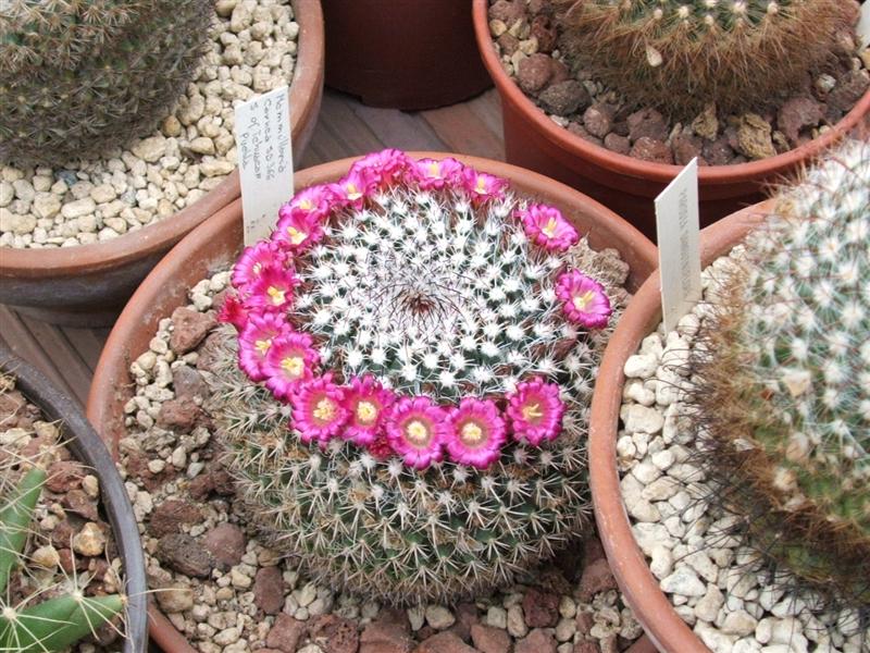 Mammillaria carnea SB 366