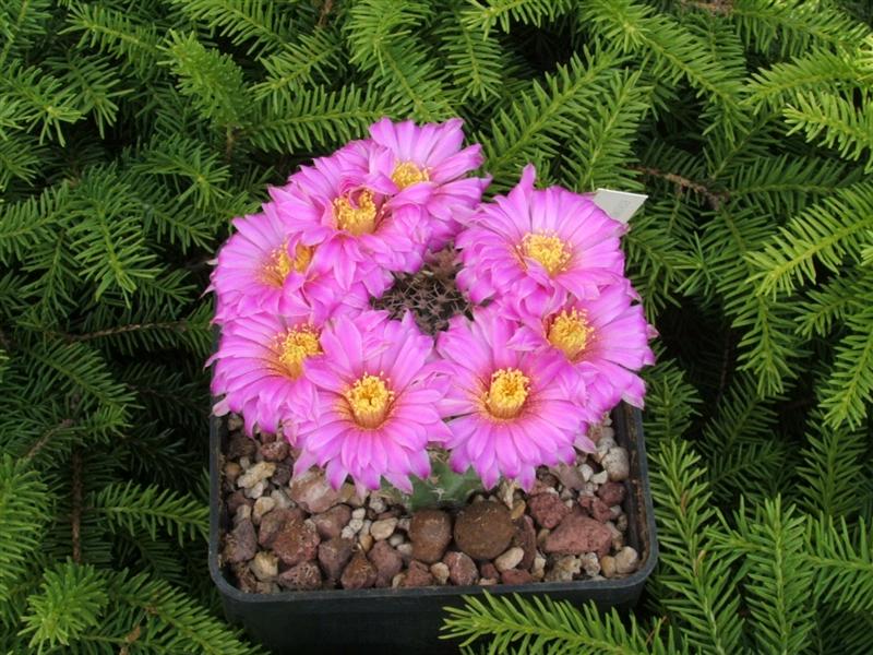 echinocereus  