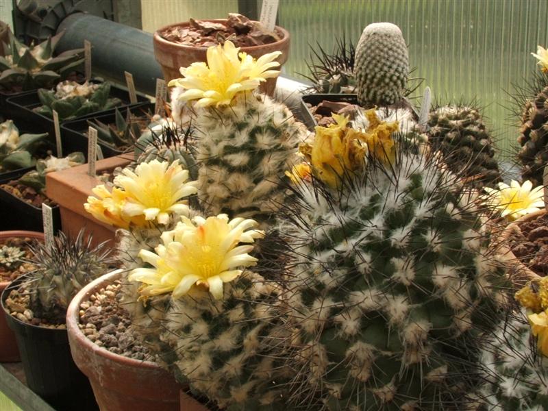 Copiapoa humilis 