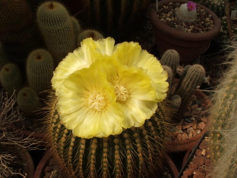 Notocactus leninghausii 